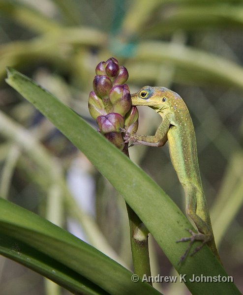 0408_40D_2470.jpg - You won't find a great deal of nature photography in my gallery, but I'm not averse when the opportunity arises, such as this little fellow having his lunch at the Barbados Orchid World.