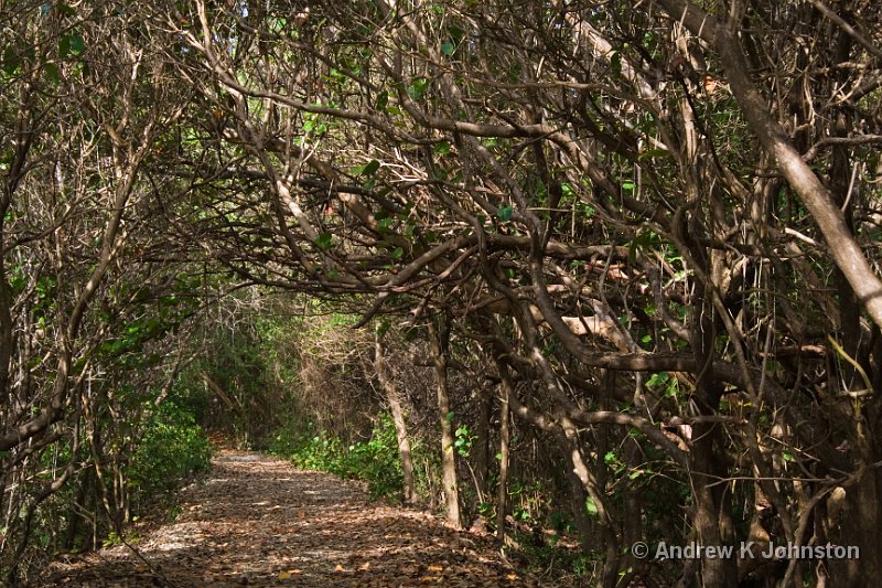 IMG_6852.jpg - This pathway through the trees is part of the route of the old railway, which ran around much of the south and east of Barbados through the early 20th Century