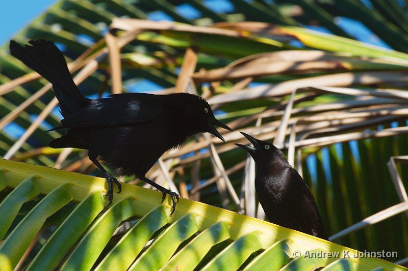 0411_7D_4960.jpg - Black birds at the Round House