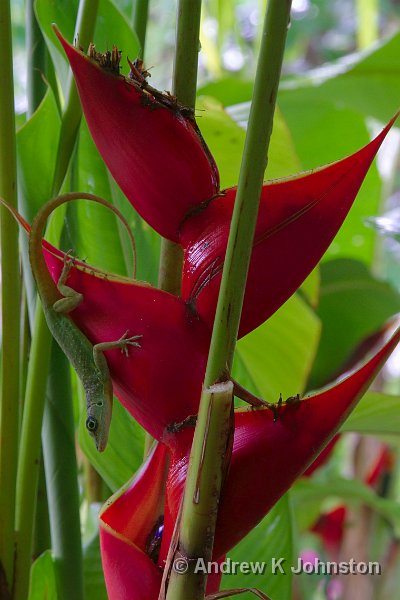 0413_7D_3183.jpg - Lizard at Francia Plantation House