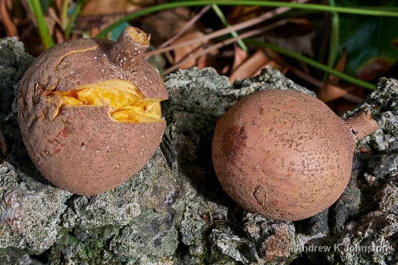 0414_GX7_1050953.jpg - Andromeda Gardens, 2014