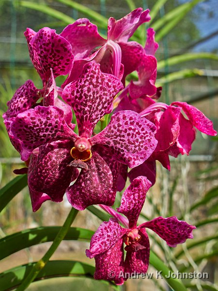 0414_GX7_1050989.jpg - Orchid World, 2014