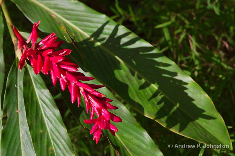 0513_7D_3275.jpg - The Flower Forest