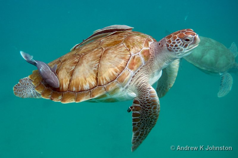 0415_GF6_1080052.jpg - Turtle and remora fish, 2015