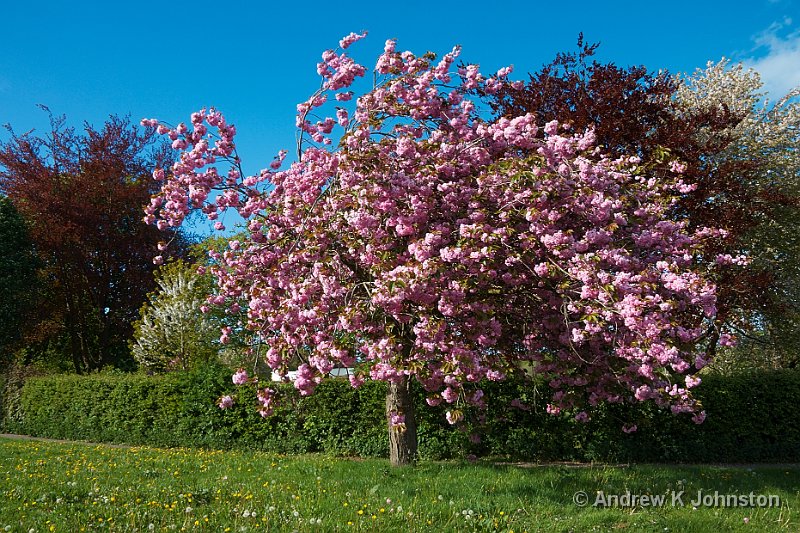 0510_40D_0781.jpg - Not strictly "chez nous", but just up the road. The blossom display was late, and superb!