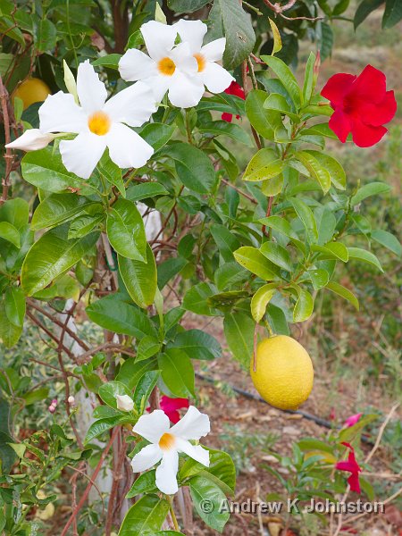 1010_7D_2086.jpg - From the Botanical Gardens above Chania