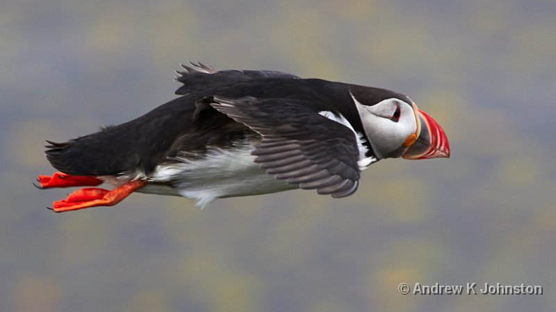 0811_7D_8555.JPG - Puffin, or Tomahawk cruise missile?