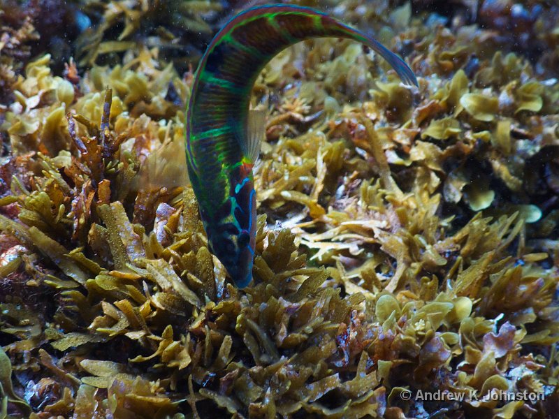 1009_G10_0930.JPG - A nice colourful fish, captured while snorkelling