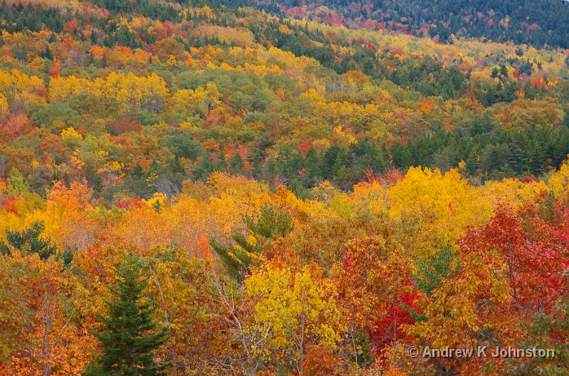 1008_40D_4264.jpg - Tree Tapestry, Acadia National Park, Maine