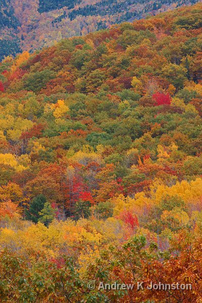 1008_40D_4278.jpg - Tree Tapestry, Acadia National Park, Maine