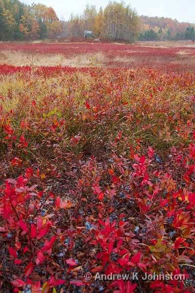 1008_40D_4599.jpg - The Blueberry Barrens in Autumn, Maine