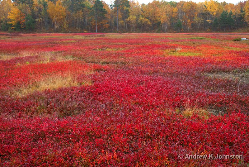 1008_40D_4610.jpg - The Blueberry Barrens in Autumn, Maine