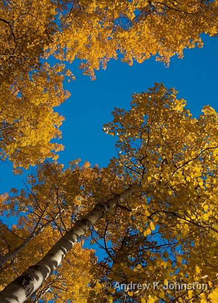 1008_40D_4874.JPG - Aspens near Bear Brook Lake, Acadia National Park, Maine