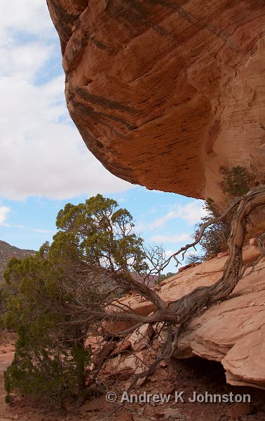 1007_350D_8078.JPG - Natural Bridges National Monument, Utah