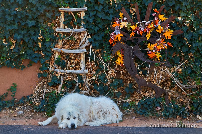 1012_7D_1400.jpg - Nice mutt and autumn decoration, on the Jemez Trail 