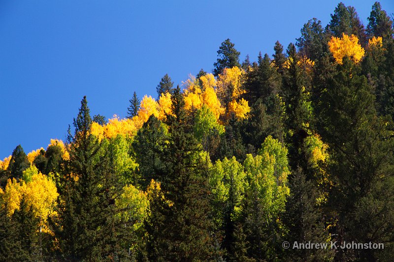 1012_7D_1483.jpg - Fall trees on the Jemez Mountain Trail