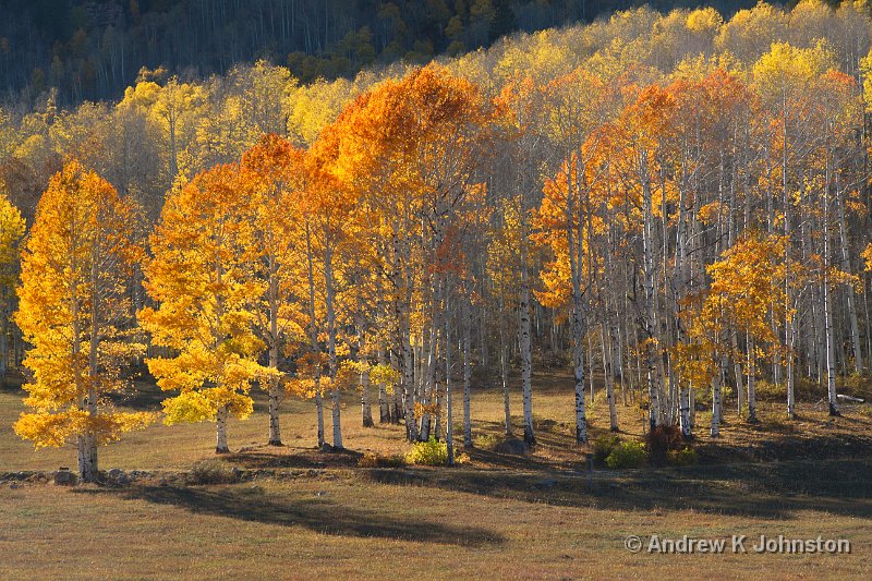 1012_7D_2367.jpg - Fall trees on the Durango to Silverton Road