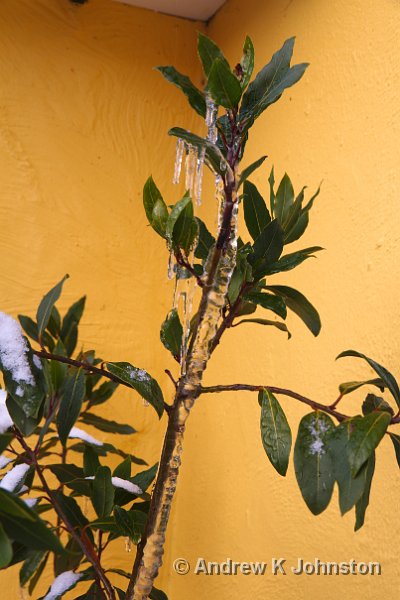 1210_7D_4385.jpg - Icicle on the bay tree, Coppertrees