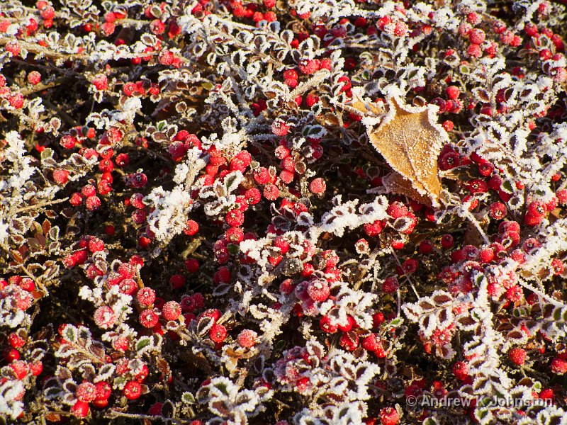 1210_G10_1139.jpg - Frost detail, Hinckley