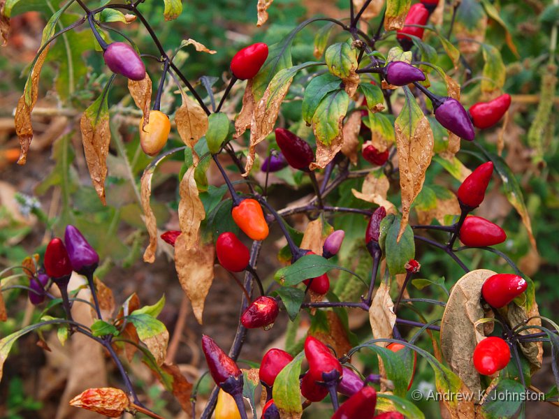 1010_7D_2058.jpg - Shot at the Botanical Gardens near Chania, Crete. I don't know what this plant is, and judging from the four or five different colours for its fruit, I'm not sure it does either! However, the world is definitely richer for the splashes of colour...