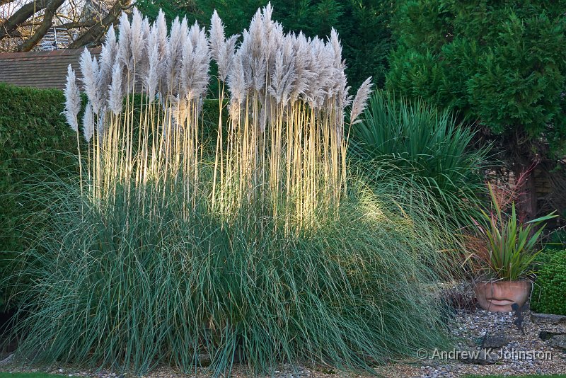 P1070673.jpg - Winter light on the pampas grass, chez nous