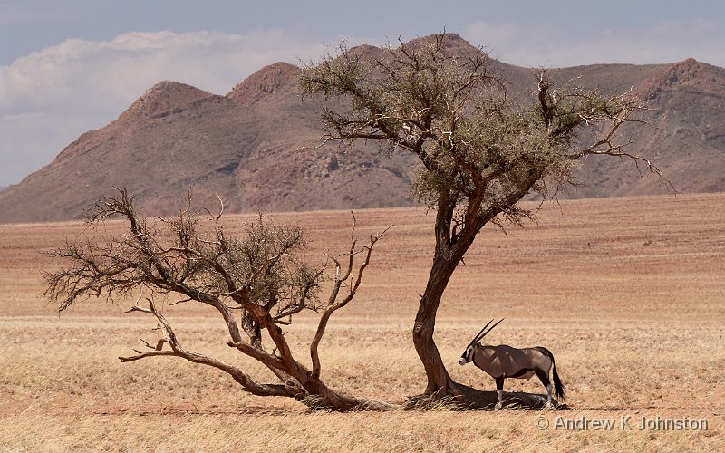 181123_G9_1004192.jpg - Oryx in the afternoon, Wolwedans