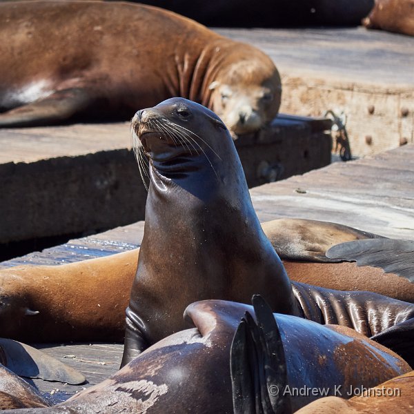 190923_G9_1007511.jpg - Sea lions near Pier 39