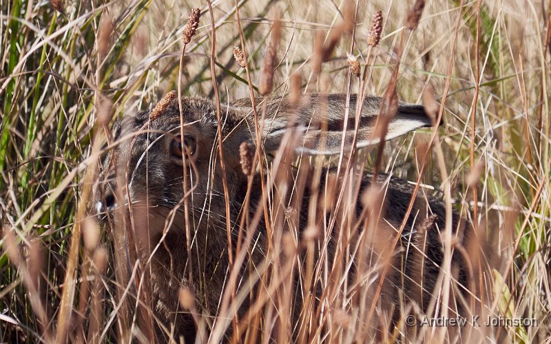 230216_G9_1047528.jpg - Patagonian rabbit!