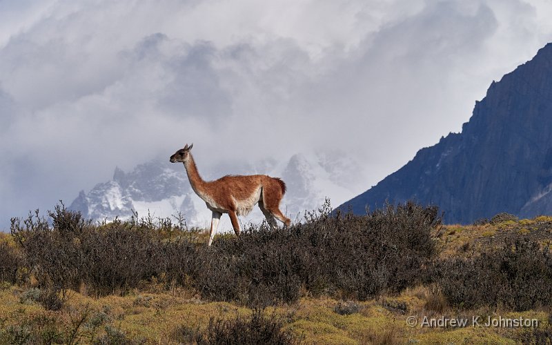 230219_G9_1058236.jpg - Guananco-scape!