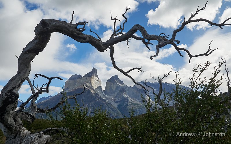 230220_G9_1058445.jpg - Tree in front of the mountains