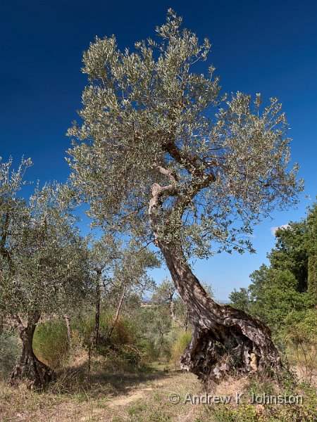 240929_G9ii_1006981.jpg - Lucignano d'Asso