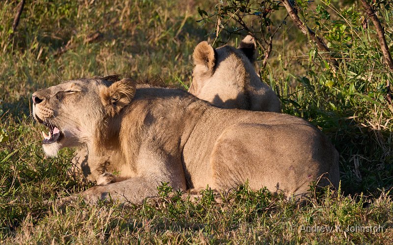 250614_G9ii_1031134.jpg - Male lions, Zaminga