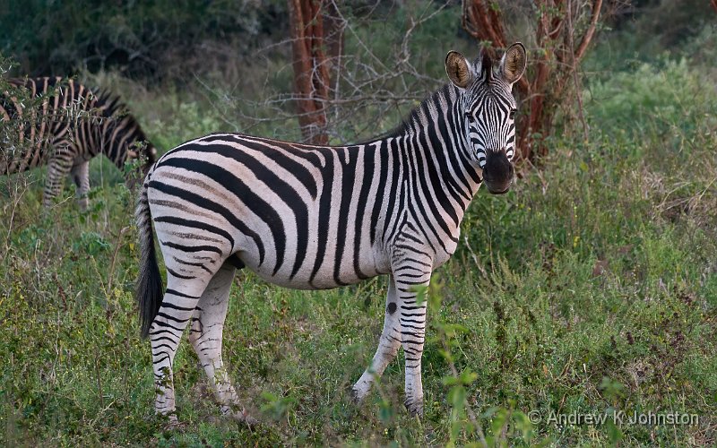 250618_G9ii_1064908.jpg - Zaminga