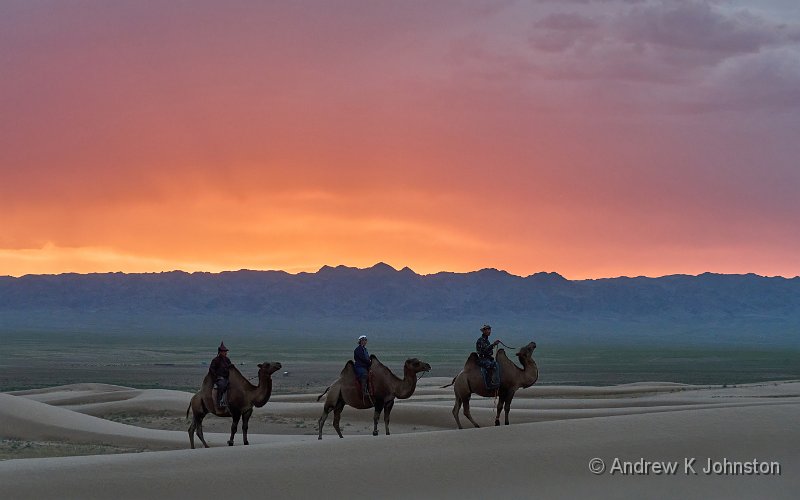 250727_G9ii_1065326.jpg - Camels in the Khongor Dunes