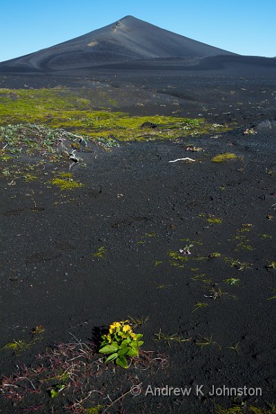 0811_7D_7657.jpg - Sparse vegetation near a river contrasted with the black sand desert behind in the Vatnaoldur region